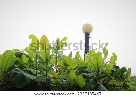 Top view of  green leaves with fancy street light on white background
