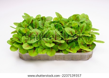 Live baby leaf sorrel red lava in a tray on a white background Royalty-Free Stock Photo #2237139357