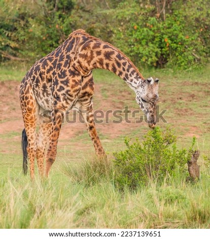 Cute giraffe bending to get to the bush.