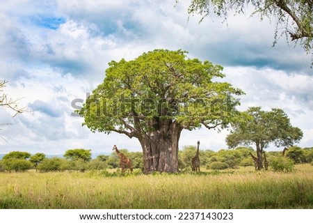 African tree in Tanzania Kenya 