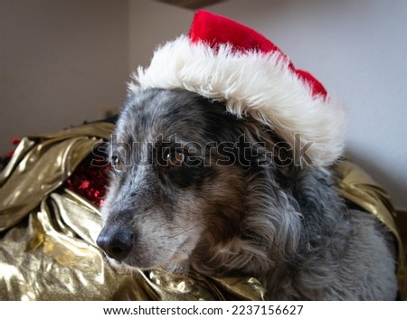Australian Shepherd with cristmas hat