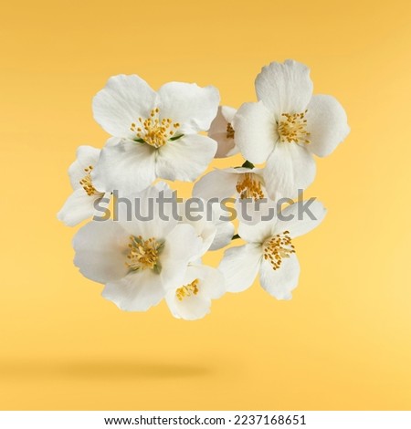 Jasmine bloom. A beautifull white flower of Jasmine falling in the air isolated on yellow background. Levitation or zero gravity concept. High resolution image.