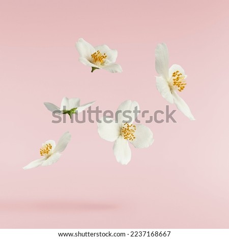 Jasmine bloom. A beautifull white flower of Jasmine falling in the air isolated on pink background. Levitation or zero gravity concept. High resolution image. Royalty-Free Stock Photo #2237168667