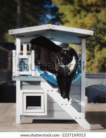 Cat in outdoor cathouse on a sunny day with defocused tree background. Large tuxedo male cat standing on stairs of cat house condo used to protect outdoor cats from weather. Selective focus. 