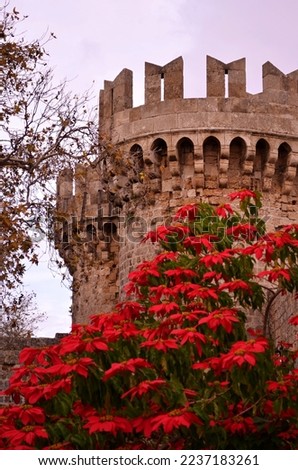 Round medieval towers with battlements near the Palace of the Grand Masters in winter. A large poinsettia tree grows in front of the towers. Christmas tree red flowers.