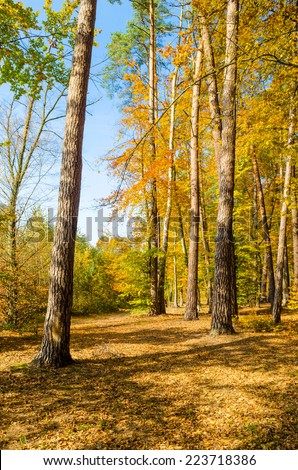 Forest lane in autumn colors