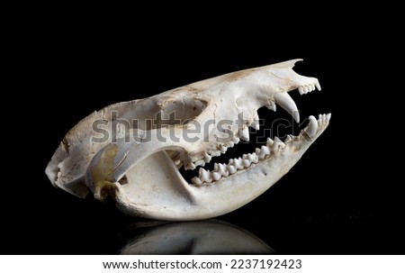 Skull of Virginia opossum (Didelphis virginiana) showing large number of teeth (50)--more than any other land ammal in North America.