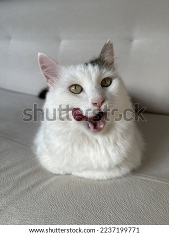 Fluffy white cat so cute