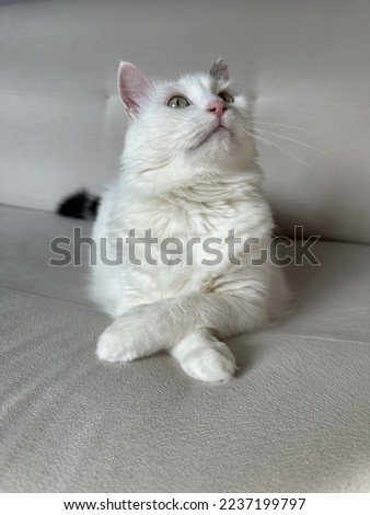 Fluffy white cat so cute