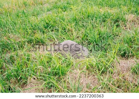 A big  Ant Mound surround by green grass
