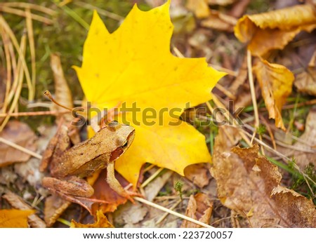 Cute common frog sitting on a yellow maple leaves.