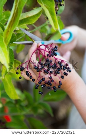 white british woman foraging for wild foods, elderflower berries to make a wild recipe with. cutting the berries off the Elderberry, bontanical name Sambucus growing in an allotment. Royalty-Free Stock Photo #2237202321