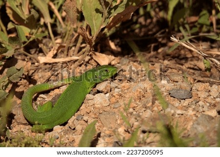 European Glass Lizard (apodus) Oluklu Kertenkele