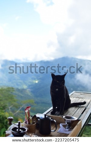 Black cat sitting beside a self brewing coffee set