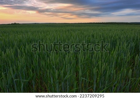 Sunrise on a wheat field, colorful sky and clouds