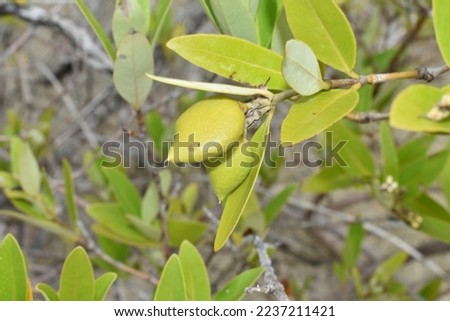 Sea beans or fruit pods of the Avicennia germinans or black mangrove in the Petite Carenage Sanctuary, Carriacou, Grenada. Royalty-Free Stock Photo #2237211421