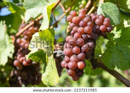 Common grape vine (Vitis vinifera), Rhine Valley, Germany Royalty-Free Stock Photo #2237211985