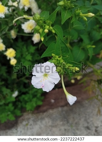 Ponorogo, Thursday 8 November 2022. photo of a white totogerot flower that is blooming in the yard