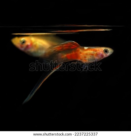 A pair of Blonde Red Sunset Bottom Sword guppies with a black background.