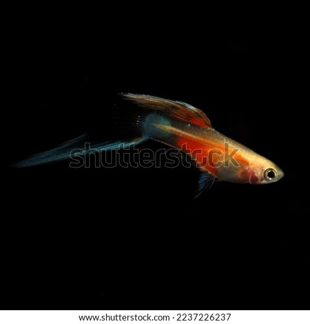 Blonde Red Sunset Bottom Sword guppy fish with black background.
