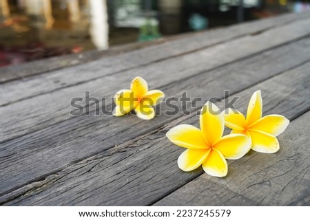 Touch nature in a relaxed and peaceful way with plumeria or frangipani flowers decorated on a wooden plank in zen style for a spa meditation setting