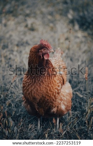 Portrait of a brown domestic hen.
