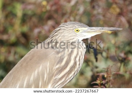 View of Indian Pond Heron Standing on the ground