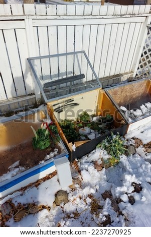 Winter garden harvest in November in Edmonton Royalty-Free Stock Photo #2237270925