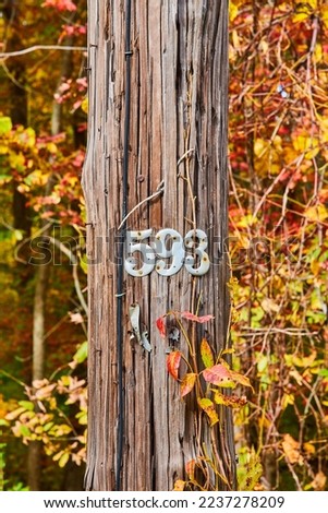 Fall foliage around wood telephone pole communications with numbers 5 9 3 in metal