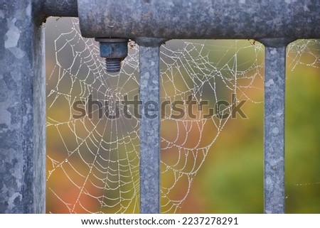 Detail of spider web with dew drops on steel railing