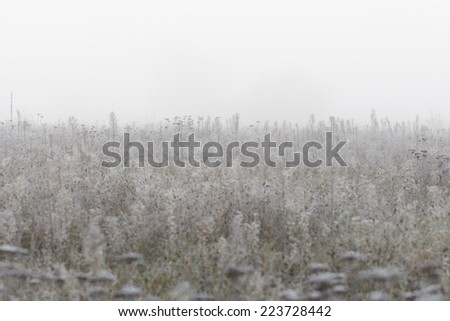 Frozen meadow in the morning