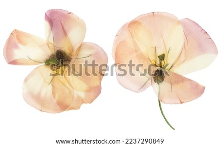 Pressed and dried flower Eustoma (Lisianthus). Isolated on white background. Royalty-Free Stock Photo #2237290849
