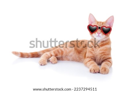 Valentine’s Day love pet kitten cat dressed wearing red heart shape glasses isolated white background. Cute kitty animal happy birthday party invitation card invite wear fancy glam sunglasses shades