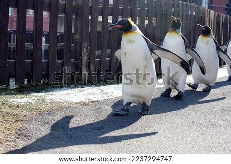 penguin walking in the zoo Hokkaido