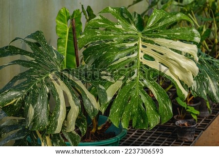 Monstera thai constellation is beautiful foliage house plants garden Royalty-Free Stock Photo #2237306593