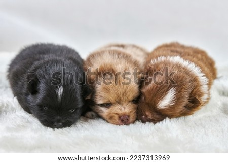 Three little Chihuahua puppies lying on soft white fabric cute sleepy brown and black dogs breed on white background. Funny charming small toy puppies looks around, family friendly attractive toy dogs