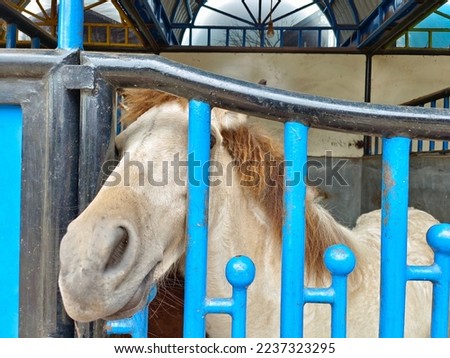 Portrait of a horse in a cage bar
