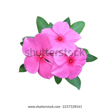 Madagascar periwinkle, Vinca,Old maid, Cayenne jasmine, Rose periwinkle flowers. Close up pink flower bouquet on green leaf isolated on white background. Royalty-Free Stock Photo #2237328561