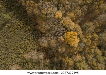 zenithal aerial drone view of an oak forest at sunset in autumn