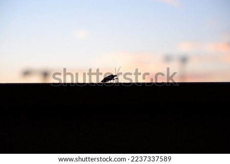 bedbug on the edge of the balcony  with construction background