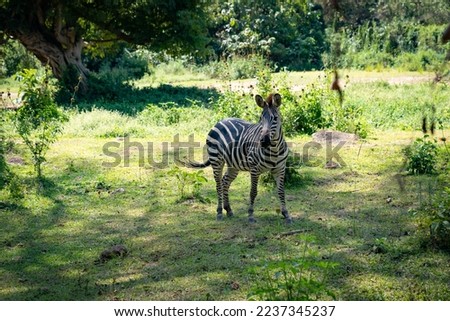 Entebbe,  Johnston Rd, Uganda,   - 08.24.21: A zebra at the Uganda Wildlife Conservation Education Center Royalty-Free Stock Photo #2237345237
