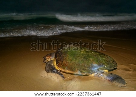 Loggerhead sea turtle (Caretta caretta) returing to sea after nesting on the beach. Thonga Beach Lodge. Mabibi. Maputaland.  KwaZulu Natal. South Africa
