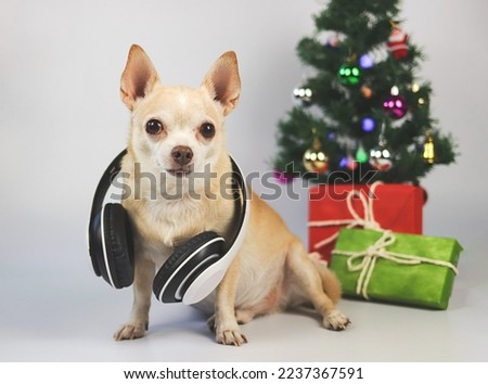 Portrait of brown short hair chihuahua dog wearing headphones around neck sitting on white background with Christmas tree and red and green gift box.