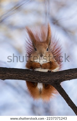 A fluffy red squirrel with a white breast and a beautiful tail sits high on a tree on a brown branch in a frosty winter park and looks at me against a blue sky in December