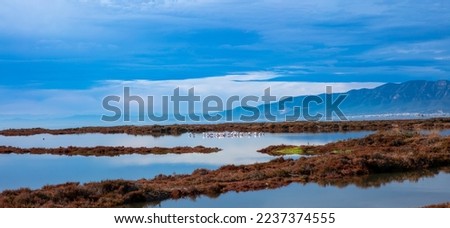 Rice fields in the Ebro River Delta, Spain