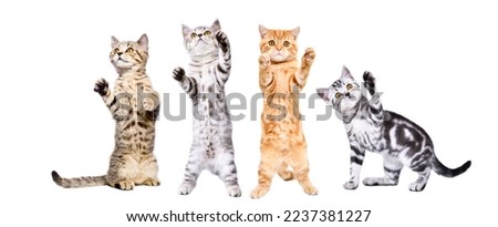 Four cute playful kittens standing together isolated on white background Royalty-Free Stock Photo #2237381227