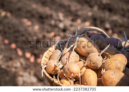 Plant sprouted potatoes in the garden. Selective focus. Nature.