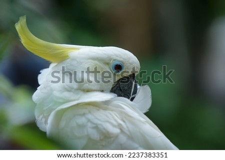 Picture closeup of a yellow crested cockatoo head looking at the camera, bird, animal.