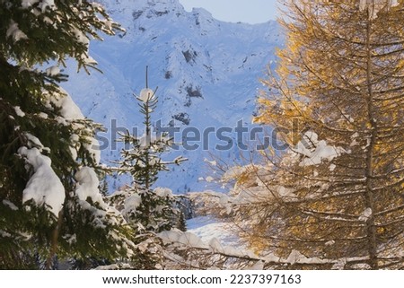 Winter forest: coniferous trees and snow 
