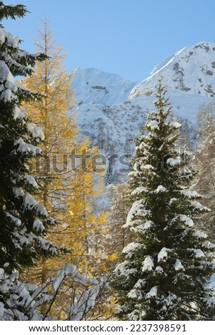 Snowy coniferous trees. Alps, Italy